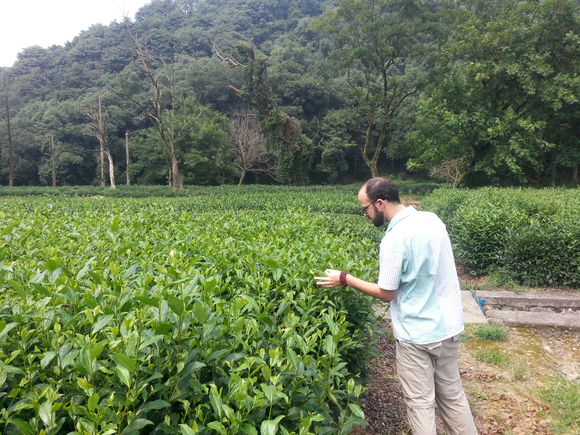 Eric standing next to a field of about 4 foot tall tea plants, picking a young tea shoot.